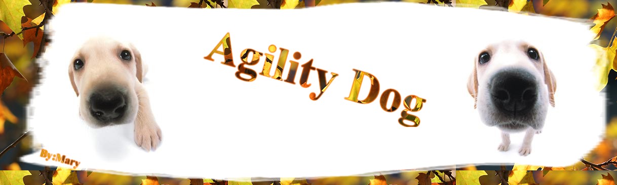 agilitydog